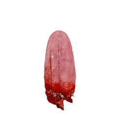 Severed Human Tongue Prop