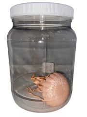 Jellyfish Specimen Jar