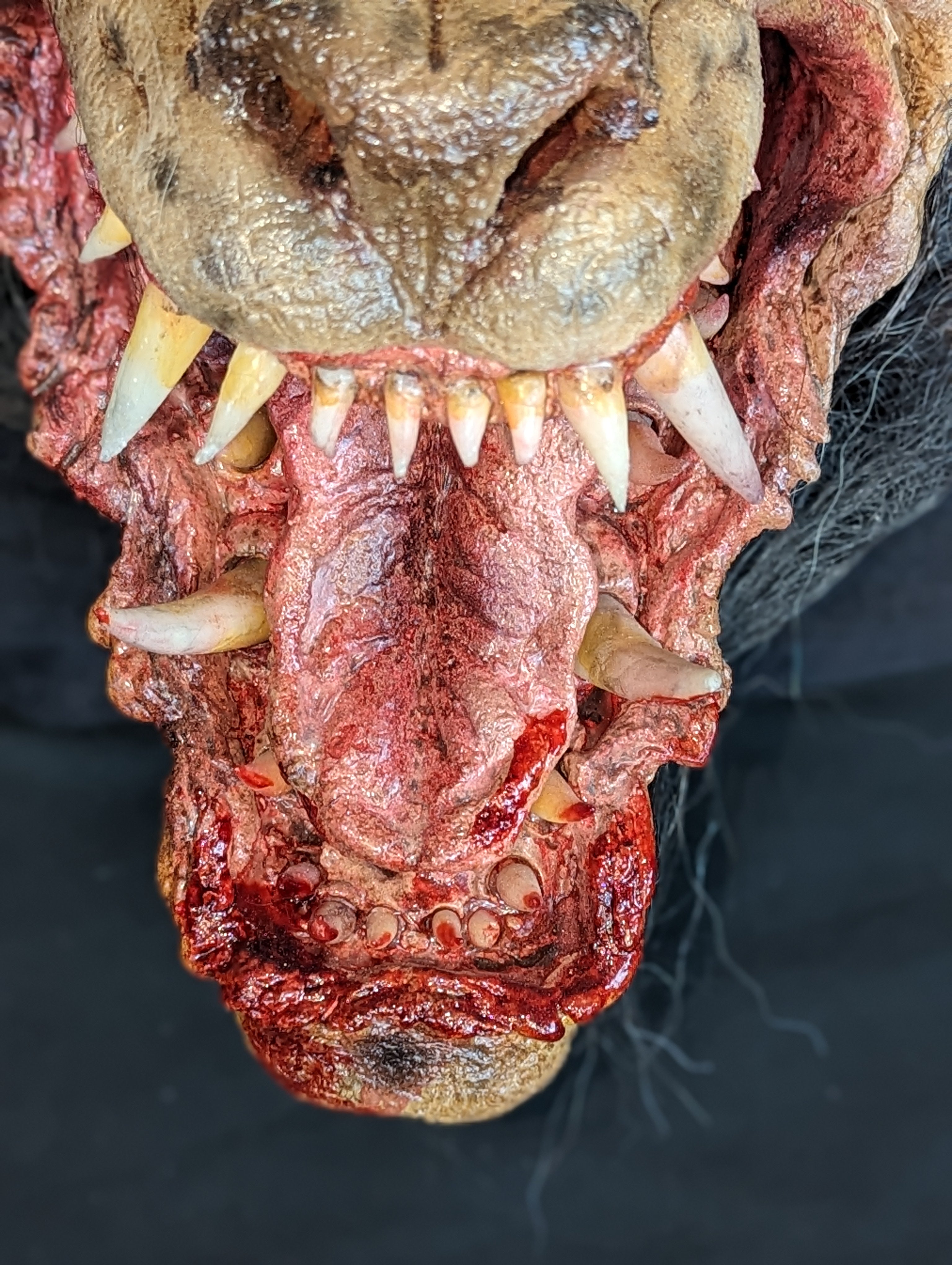 Snarling Werewolf Head Prop-2