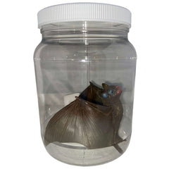 Bat Specimen Jar