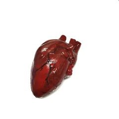 Bloody Hand-Painted Heart Flexible Foam Rubber Special Effects Life-Sized Prop