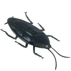 Jumbo Cockroach