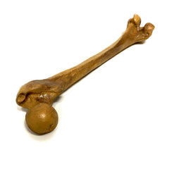 Femur Bone Special Effects Prop Clean