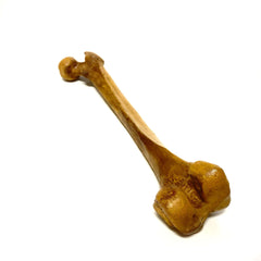 Femur Bone Special Effects Prop Clean