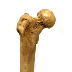 Femur Bone Special Effects Prop Clean