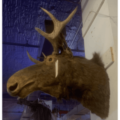 Mounted Moose Head Prop