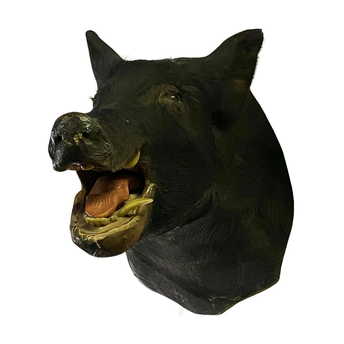 Mounted Taxidermy Boar Head Prop