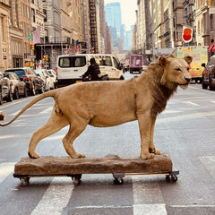 Real Taxidermy Lion Life Size Prop - RENTAL