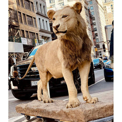 Real Taxidermy Lion Life Size Prop - RENTAL