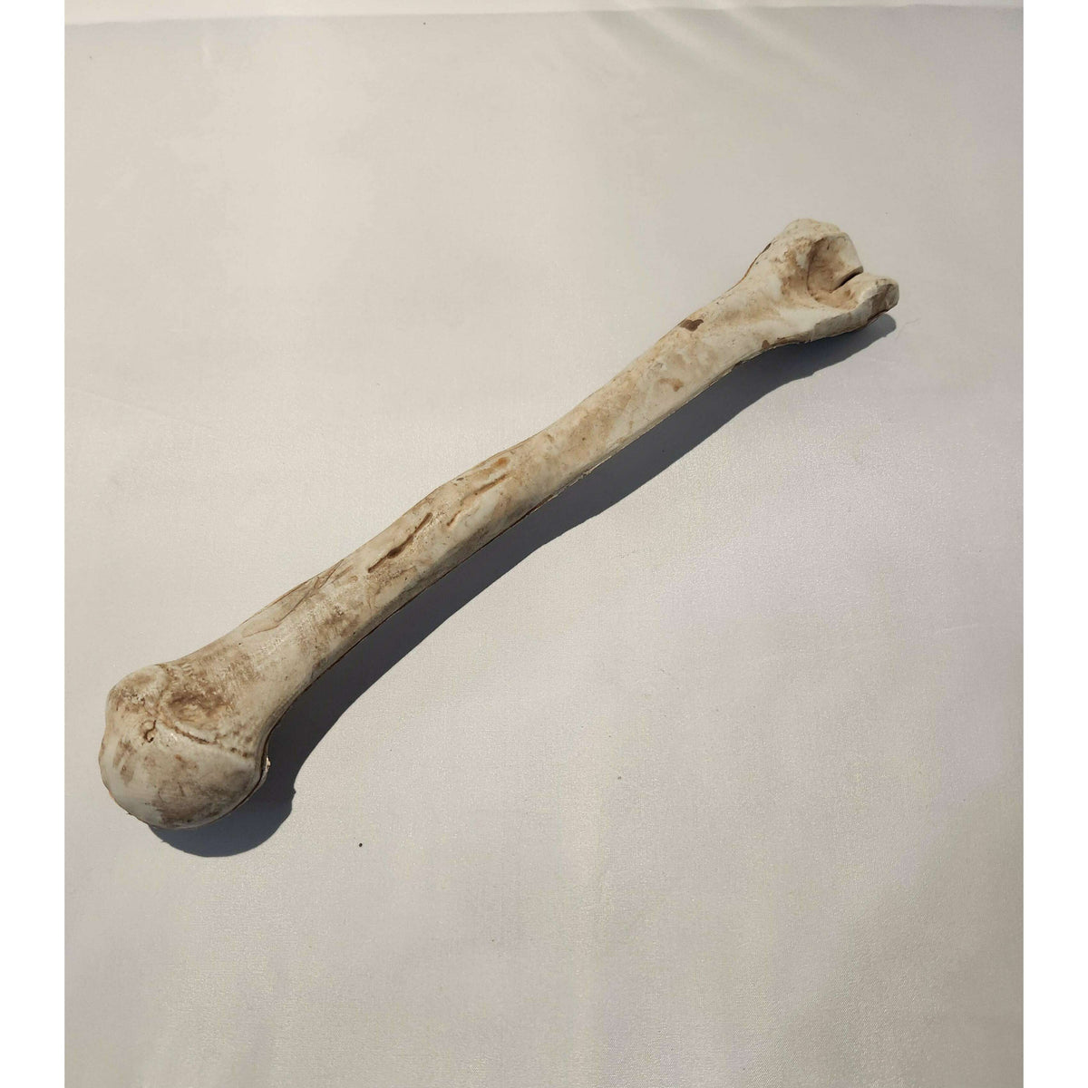 Realistic Bones