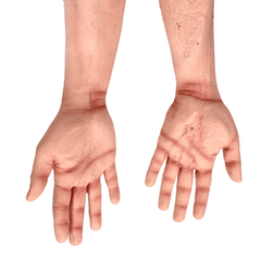 Realistic Severed Male Forearms Pair