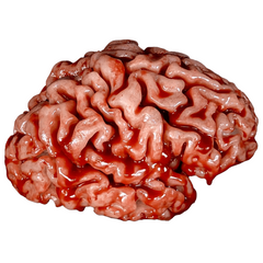 Realistic Urethane Bloody Brain Prop