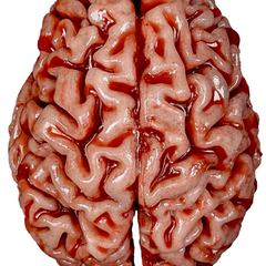 Realistic Urethane Bloody Brain Prop