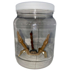 Scorpion Specimen Jar