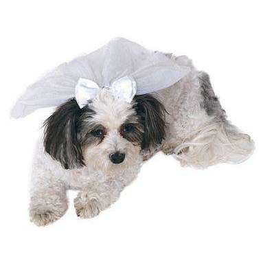 Pet Wedding Veil