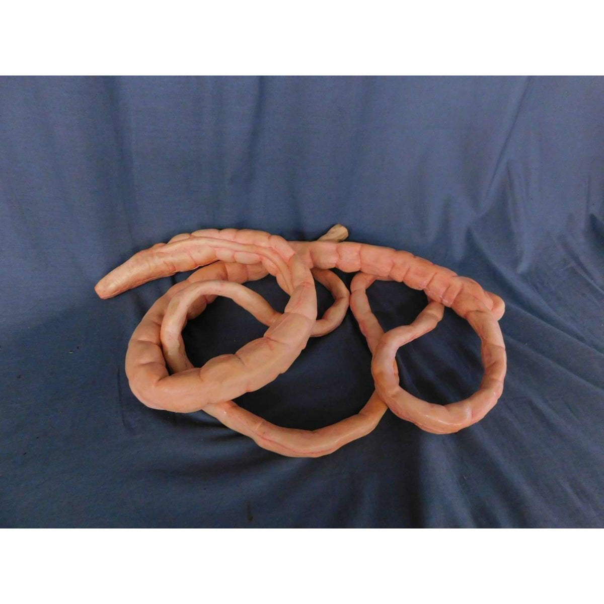 8' Realistic Flex Intestines Prop