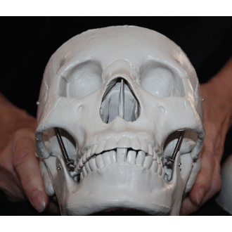 Human Skull Prop