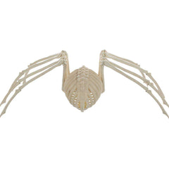 Spider Skeleton Decoration