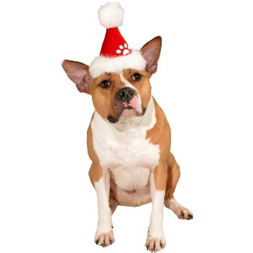 Pet Santa Hat w/ Paw Print