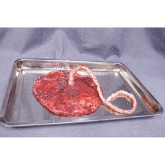 Realistic Silicone Placenta Prop