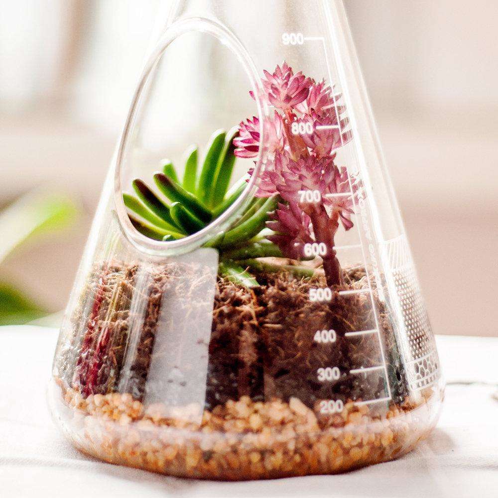 Chemistry Terrarium Kit