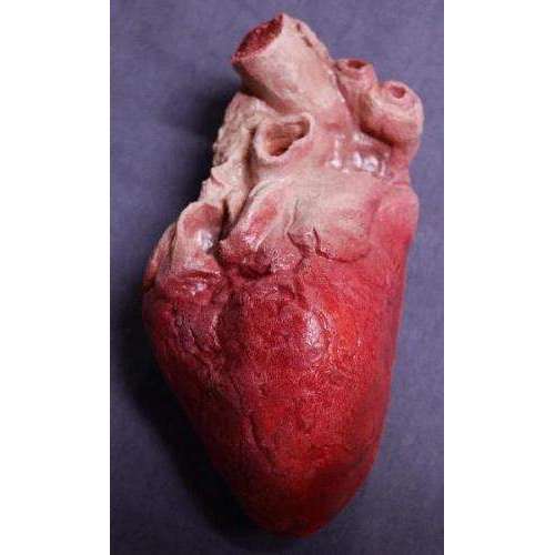 Life Like Large Human Heart