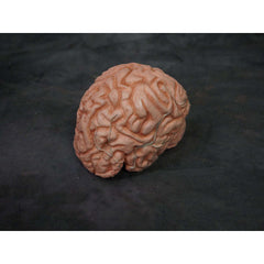 Foam Rubber Realistic Lifesize Brain