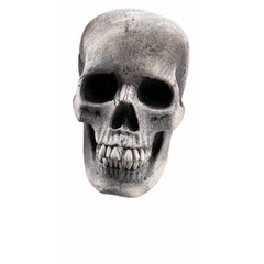 Human Skull Prop