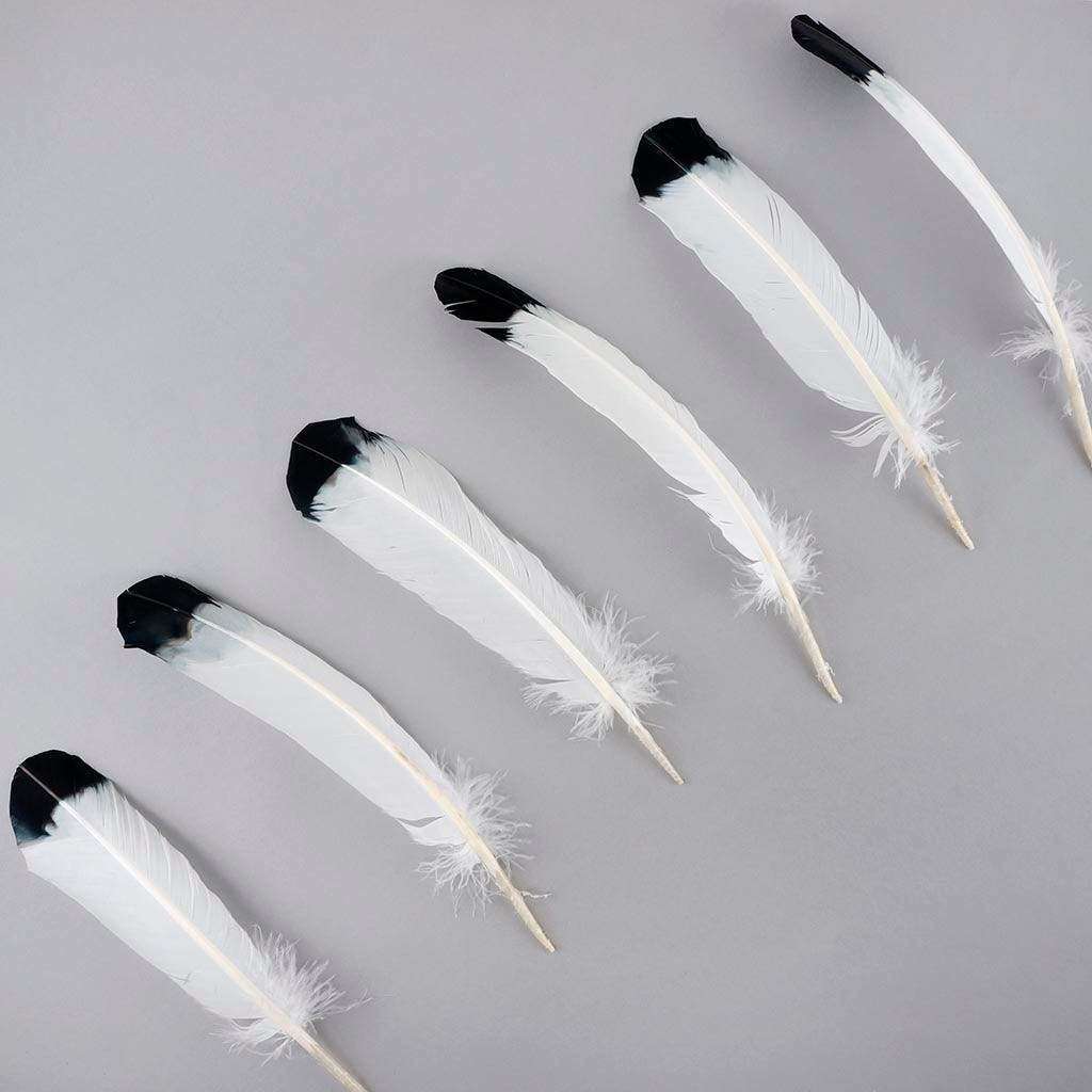 White Quil Feathers Dipped Black {Assorted}