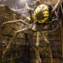 Giant Spider